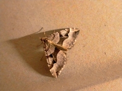 Xanthorhoe semifissata