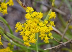 Sartwellia flaveriae