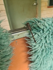 Adversaeschna brevistyla