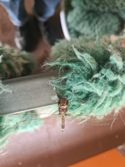 Adversaeschna brevistyla