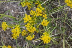 Sartwellia flaveriae