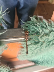 Adversaeschna brevistyla