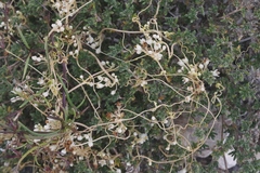 Cuscuta indecora