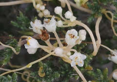 Cuscuta indecora