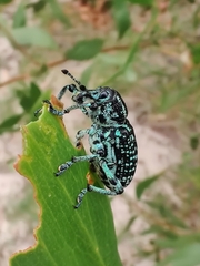 Chrysolopus spectabilis