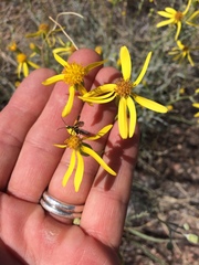 Senecio flaccidus flaccidus