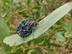 Chrysolopus spectabilis