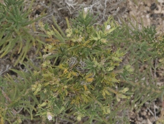 Nama carnosa