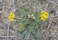 Psilostrophe tagetina