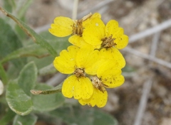 Psilostrophe tagetina