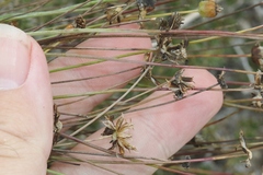 Thelesperma megapotamicum