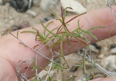 Oenothera gayleana