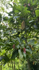 Theobroma cacao
