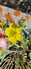 Sibbaldianthe orientalis