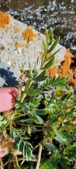 Sibbaldianthe orientalis