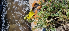 Sibbaldianthe orientalis