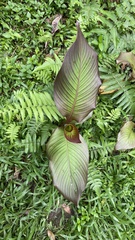 Amorphophallus paeoniifolius
