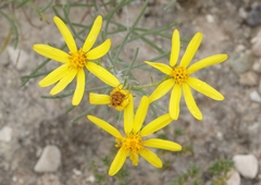 Senecio warnockii