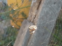 Neoscona orizabensis