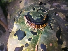 Asiomorpha coarctata