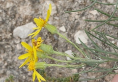 Senecio warnockii