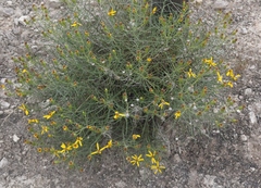 Senecio warnockii