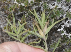Castilleja sessiliflora