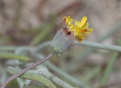 Thelesperma megapotamicum
