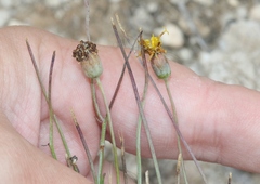 Thelesperma megapotamicum