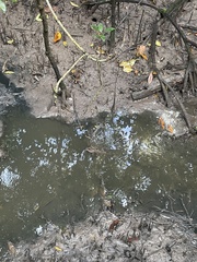 Periophthalmodon schlosseri