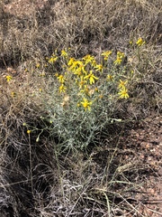 Senecio flaccidus flaccidus