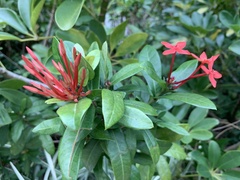 Phyllanthus myrtifolius