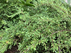 Phyllanthus myrtifolius