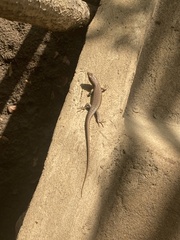 Trachylepis maculilabris