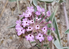 Abronia nealleyi