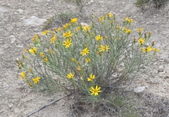 Senecio warnockii