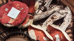 Russula rubriceps