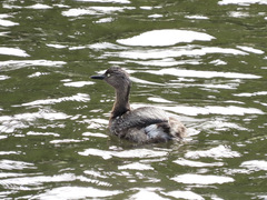 Poliocephalus rufopectus