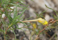 Oenothera hartwegii