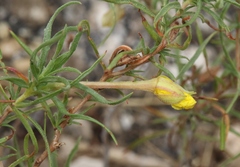 Oenothera hartwegii