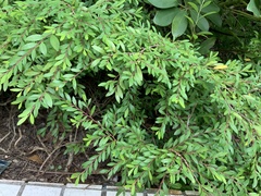 Phyllanthus myrtifolius