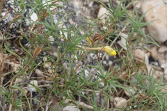 Oenothera hartwegii