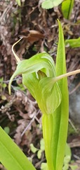 Pterostylis australis