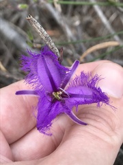Thysanotus