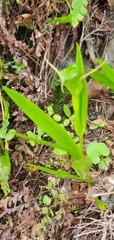 Pterostylis australis