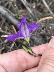 Thysanotus