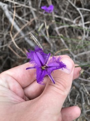 Thysanotus