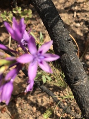 Thereianthus spicatus