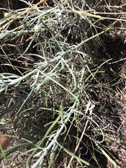 Senecio flaccidus flaccidus