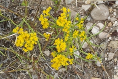 Sartwellia flaveriae